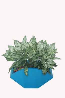 Evergreeness India Indoor Decorative Bucket Planter (Gorgeous Peacock Colour)