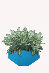 Evergreeness India Indoor Decorative Bucket Planter (Gorgeous Peacock Colour)