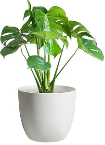 Evergreeness India Glossy White Plastic Fiber Planters, Modern Plant Pot For Home & Garden makeover, 5" Height X 5.5" Diameter, Plant & Wooden Stand Not Included, Without Drainage, Pack Of 1