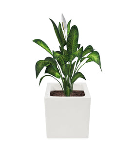 Evergreeness India Global Trade & Utility Products Fibreglass Big Size Planter Suitable for Indoor Outdoor and Gardening, Size:- Height: 12 Inch, Width: 12 Inch, Length: 12 Inch, White