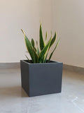 Evergreeness India Land - Fiberglass Planter/Gamla/Pot - Rubix - 10 inches Height - Square (Grey Stone)