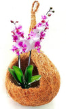 Evergreeness India Fiber and Shell Sphere Hanging kokedama Planter for Indoor Orchid air Plants