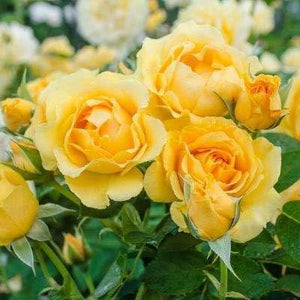 Evergreeness India English Varieties Red Climbing Rose Live Flower Plant with Pot Vertical Vining Trellis Everblooming Support Structures Climbers for Home and Gardening (Pack of 1) (Yellow)