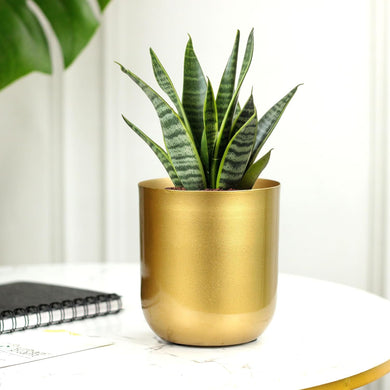 Evergreeness India Gold Finish Planter for Living Room Table Decor | Decorative Modern Indoor Planter | Ideal for Gifting | Small Size 5 Inch