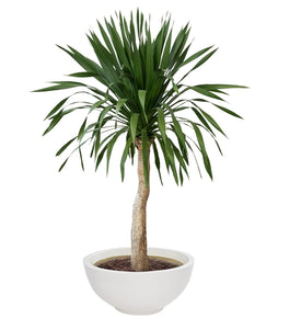 Evergreeness India & Utility Products Fibreglass FRP Big Size Planter Tall Gamla for Living Room Indoor Outdoor Balcony and Gardening, Size:- H:8 Inch, W:18 Inch, L:18 Inch, Pack of: 1 Planter (White)