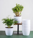 Evergreeness India Combo of 6 White 'Bare' Plastic Planters (5.5 Inch Wide) for Home & Garden Decor (Plants Not Included)