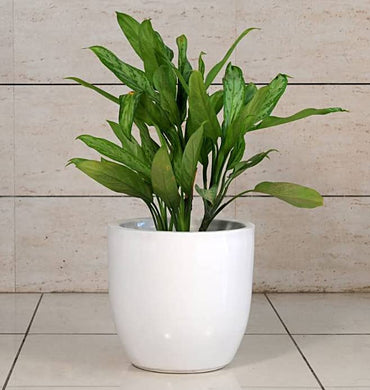 Evergreeness India Duty Best Stylish White Planter 12 inch Sturdy Fiberglass Planters for Indoor & Outdoor Planter Pot for Home Living Room, Garden Decor.(Small okhli)