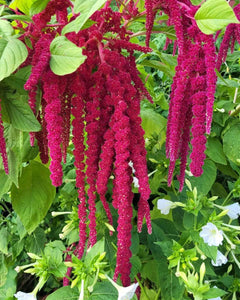 Premium Amaranthus Flower Seeds, Imported Flower Seeds 50-100 – High-Quality Seeds for Vibrant Growth