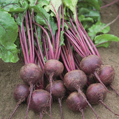 Beetroot - Chukandar Vegetable Seeds