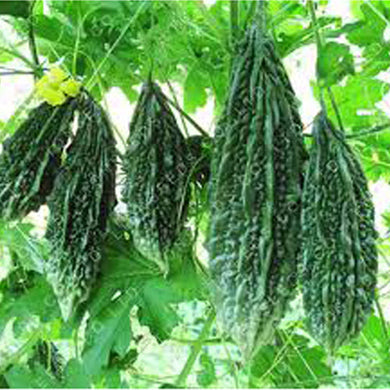 Bitter Gourd - Karela Vegetable Seeds