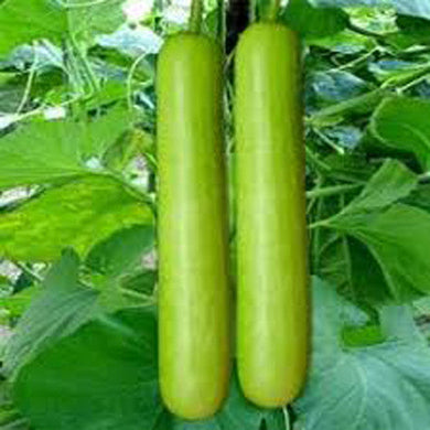 Bottle Guard - Lauki Vegetable Seeds