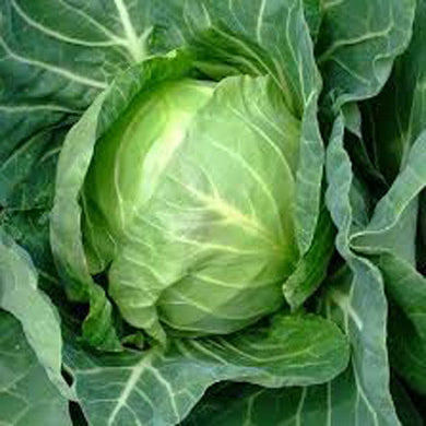 Cabbage - Patta Gobhee Vegetable Seeds