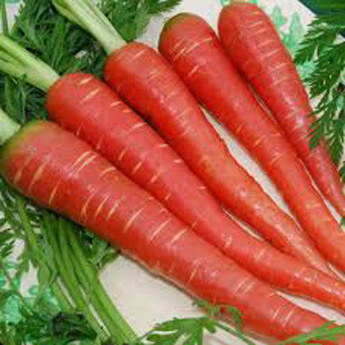 Carrot - Gaajar Vegetable Seeds