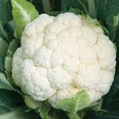 Cauliflower - Phool Gobhee Vegetable Seeds