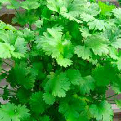 Coriander - Dhaniya Herb Vegetable Seeds