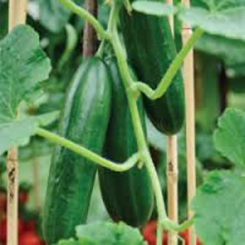 Cucumber - Kakdi Vegetable Seeds