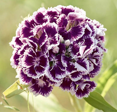 Premium Dianthus Flower Seeds, Imported Seeds 50-100 – High-Quality Seeds for Vibrant Growth
