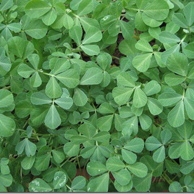 Fenugreek - Methi Herb Vegetable Seeds