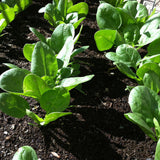 Spinach - Palak Vegetable Seeds