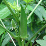 Lady Finger - Bhendi Vegetable Seeds