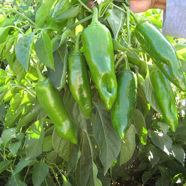 Long Chilli - Mirch Vegetable Seeds