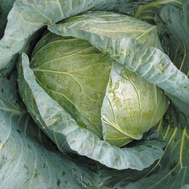 Cabbage Indam Krishna (HY) Vegetable Seeds