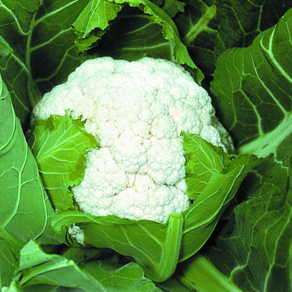 Cauliflower Indam-9803 [HY] Vegetable Seeds