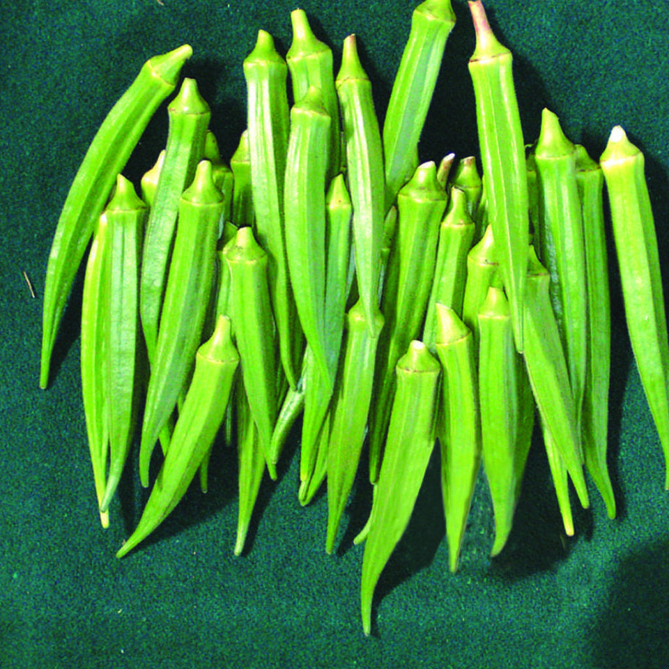 Bhendi Indam-Madhuri [HY] Vegetable Seeds