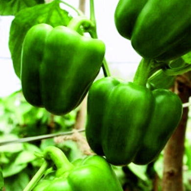 Capsicum Bharath [HY] Vegetable Seeds