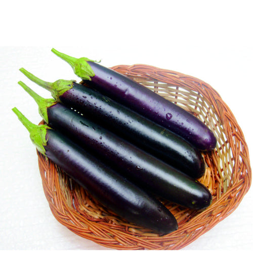 Brinjal Sourabha [Long-13] [HY] Vegetable Seeds