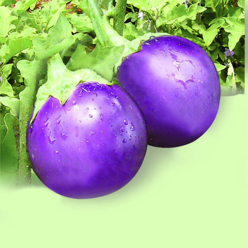 Brinjal Supriya [HY] Vegetable Seeds