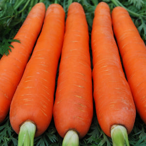 Carrot Indam Kuroda (OP) Vegetable Seeds