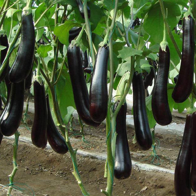 Purple Long Brinjal  - Baingan Vegetable Seeds