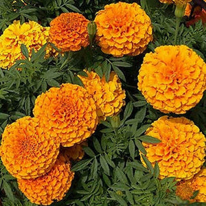 Premium Marigold Hazara Flower Seeds, Imported Flower Seeds 50-100 – High-Quality Seeds for Vibrant Growth