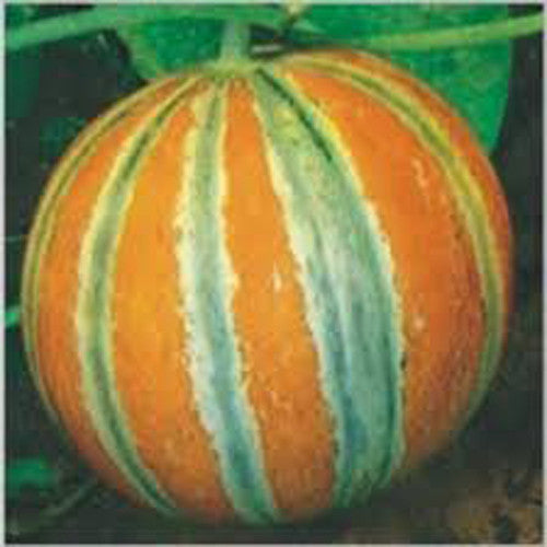 Muskmelon - Kharabooja Vegetable Seeds