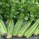 Organic Celery-Tall Utah Herb Vegetable Seeds