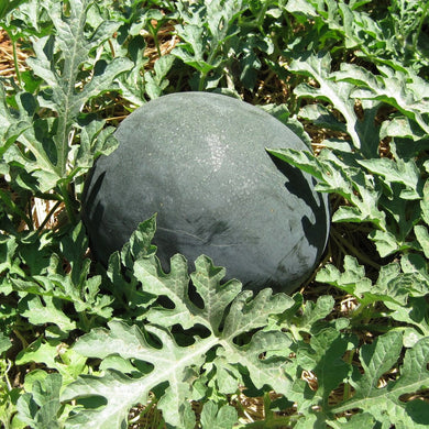 Watermelon Indam Patanegra (HY) Vegetable Seeds