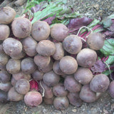 Beetroot Indam - Ruby Queen Vegetable Seeds