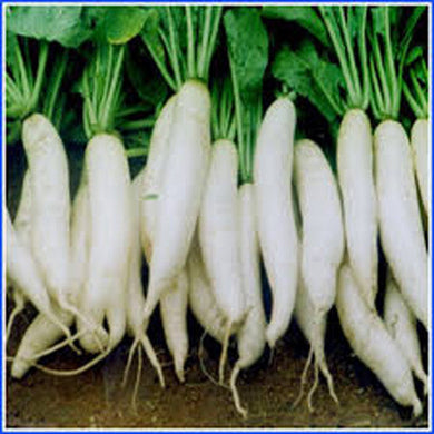 Radish - Mulli Vegetable Seeds