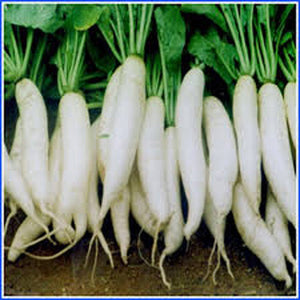 Radish - Mulli Vegetable Seeds