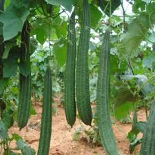 Ridgegourd - Toru Vegetable Seeds