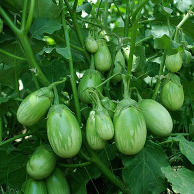 Brinjal (Gota) - Baingan Vegetable Seeds