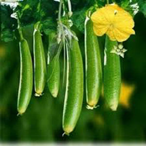 Sponge Gourd - Galka Vegetable Seeds