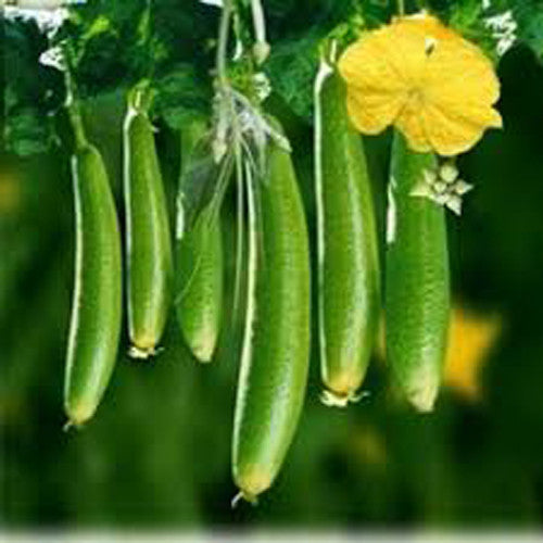 Sponge Gourd - Galka Vegetable Seeds