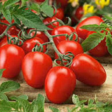 Tomato - Tamaatar Vegetable Seeds