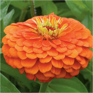 Premium Zinnia Orange Flower Seeds, Imported Flower Seeds 50-100 – High-Quality Seeds for Vibrant Growth