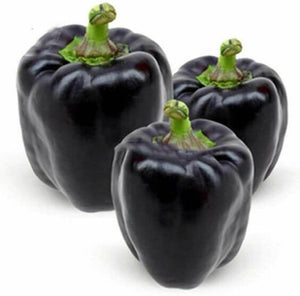 Premium Capsicum Black Imported Seeds 30-40 – High-Quality Bulbs for Stunning Blooms