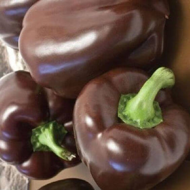Premium Capsicum Brown Imported Seeds 30-40 – High-Quality Seeds for Vibrant Growth
