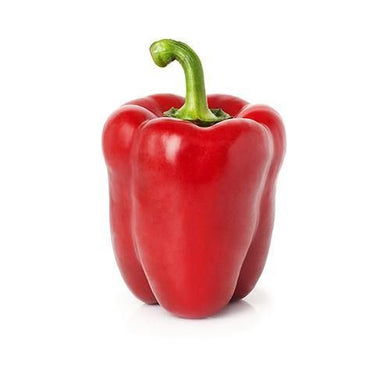 Premium Capsicum Red Imported Seeds 30-40 – High-Quality Bulbs for Stunning Blooms