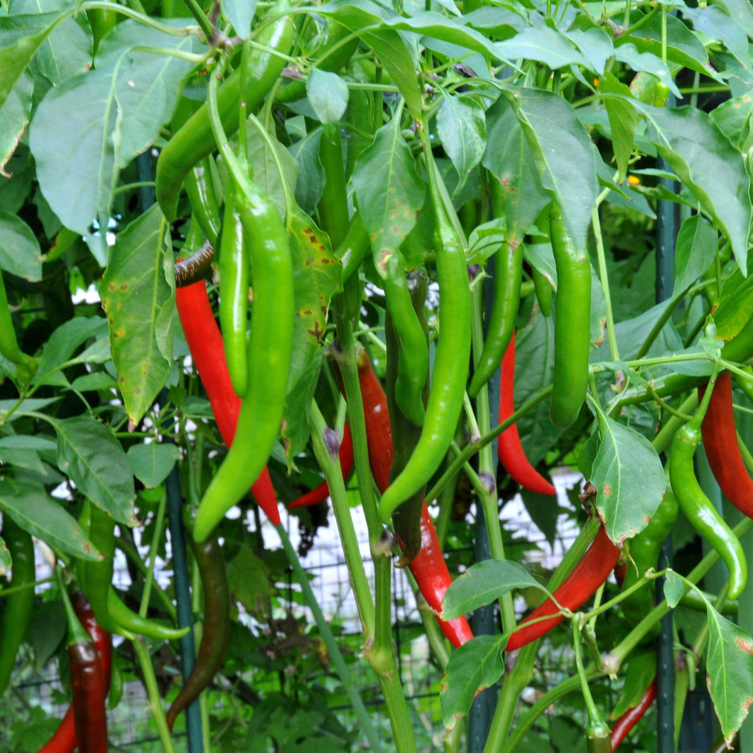 Chilli - Haree Mirchi Vegetable Seeds